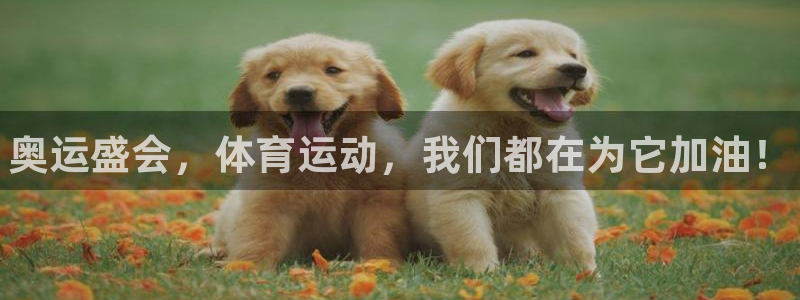 3377体育官方正版app官方：奥运盛会，体育运动，